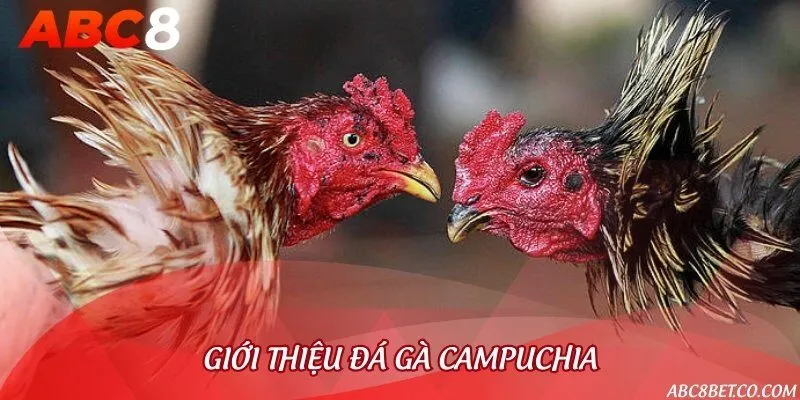 Các trường gà Campuchia là nơi quy tụ hàng loạt trận đấu mãn nhãn